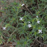 Oldenlandia umbellata L.